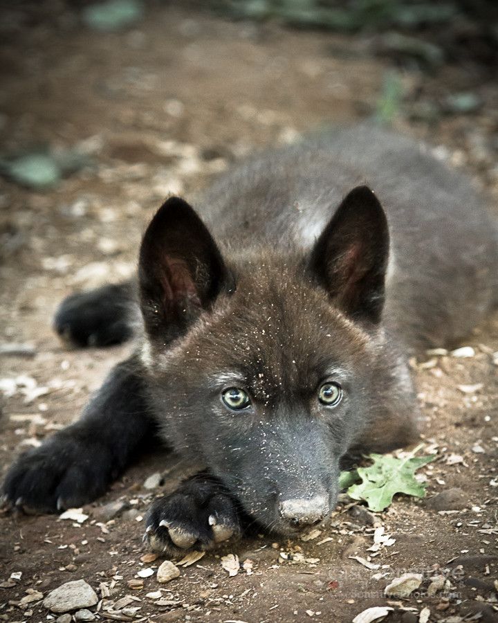 7d6d1a0acfed68be4921ab0229705308--wolf-puppies-black-wolves.jpg