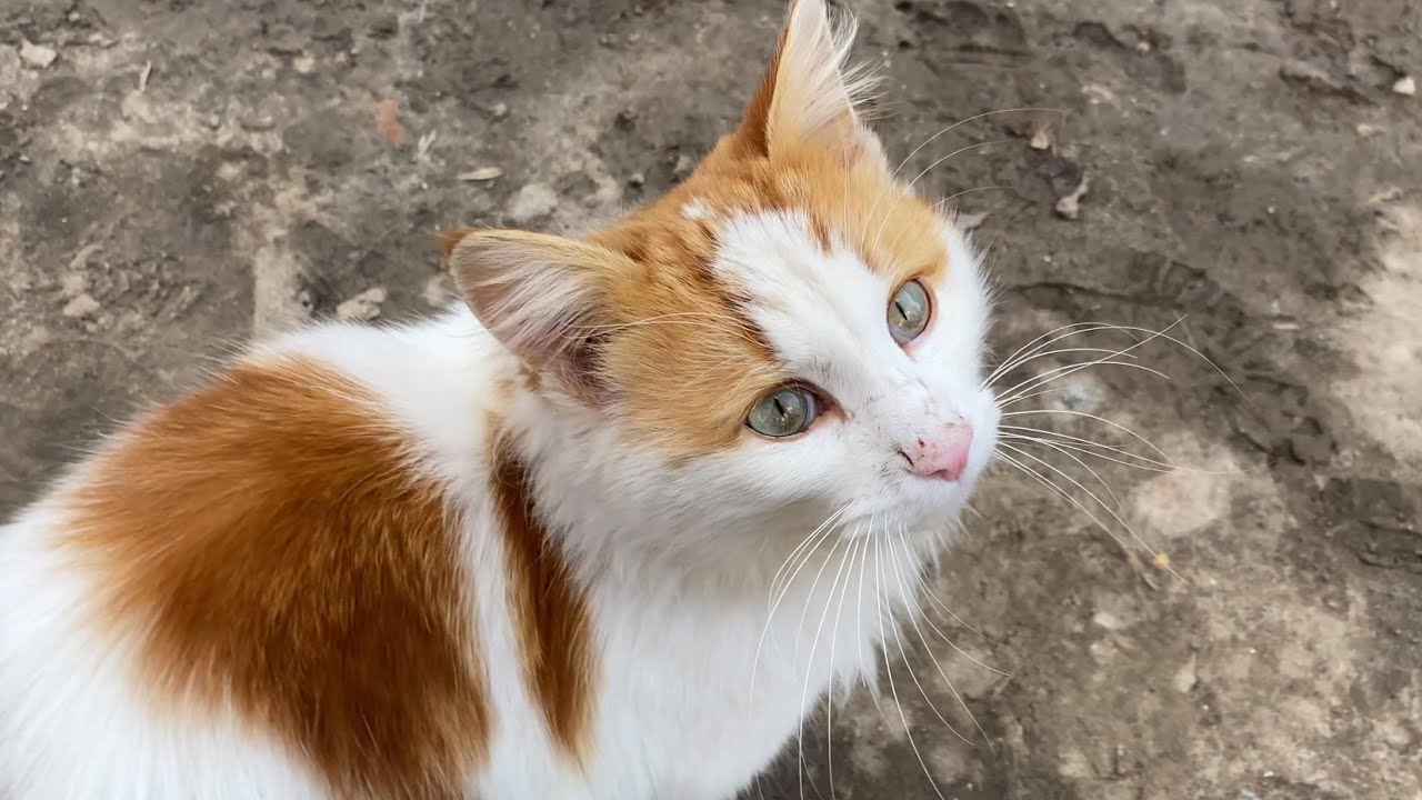 Very cute white ginger cat tenderly asks for food with her eyes - YouTube