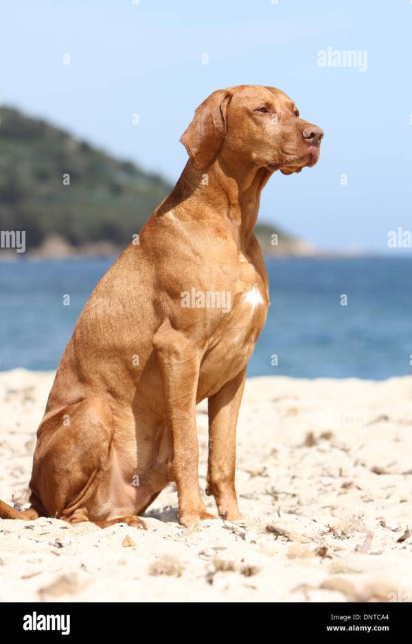 dog-magyar-vizsla-hungarian-pointer-shorthaired-adult-sitting-on-the-DNTCA4.jpg