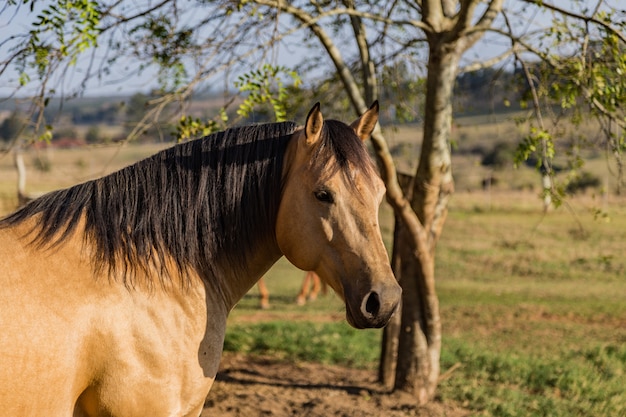 american-quarter-horse-buckskin-stallion_74692-145.jpg