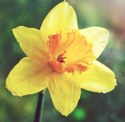 Daffodil_250.jpg