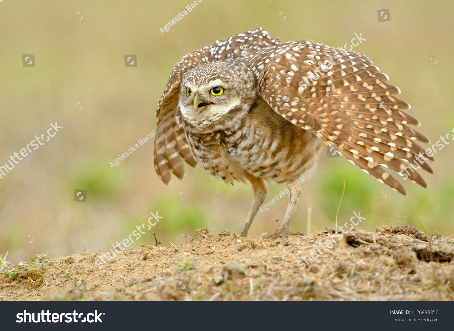 stock-photo-burrowing-owl-defense-pose-in-florida-agnieszka-bacal-1126833356.jpg