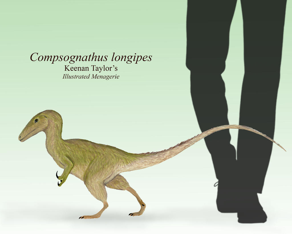 compsognathus_by_illustratedmenagerie_dct9aoq-fullview.jpg