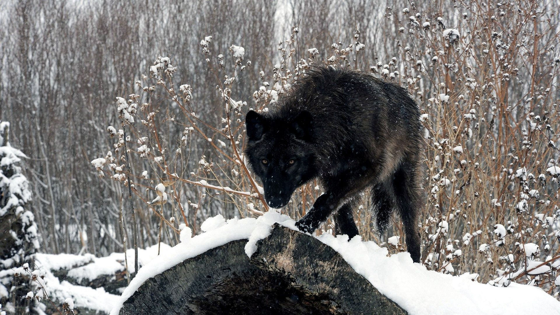 Black-Wolf-Image-Wallpaper.jpg