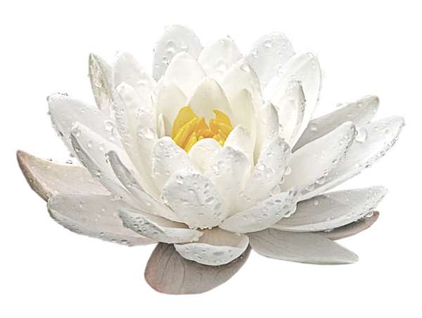 water-lily-whirlpool-gill-billington-transparent.png