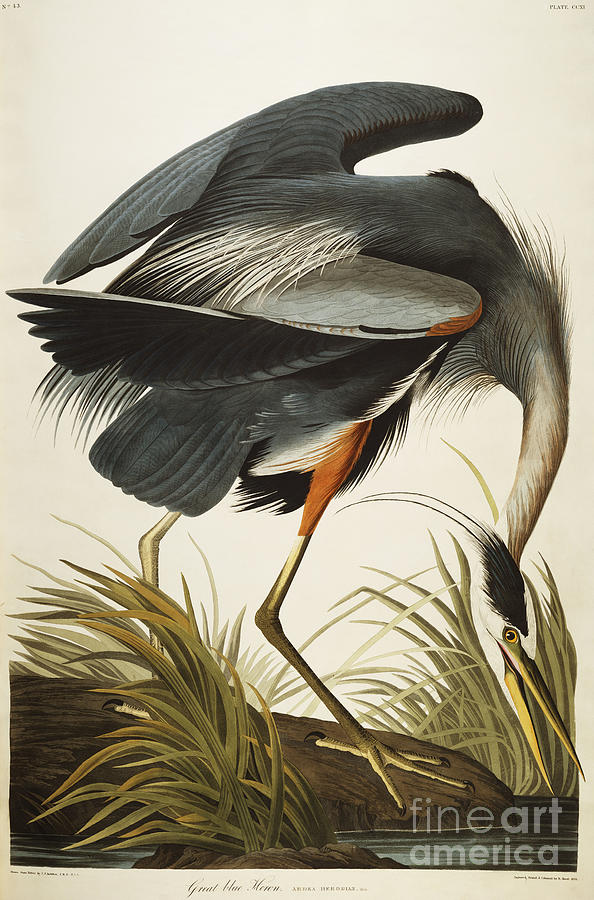 great-blue-heron-john-james-audubon.jpg
