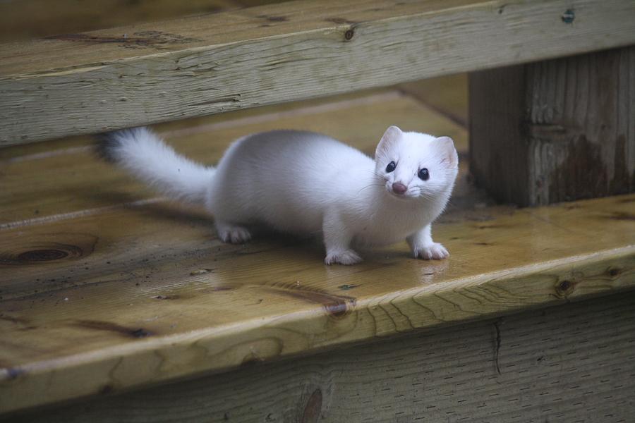 little-white-ferret-sue-chisholm.jpg