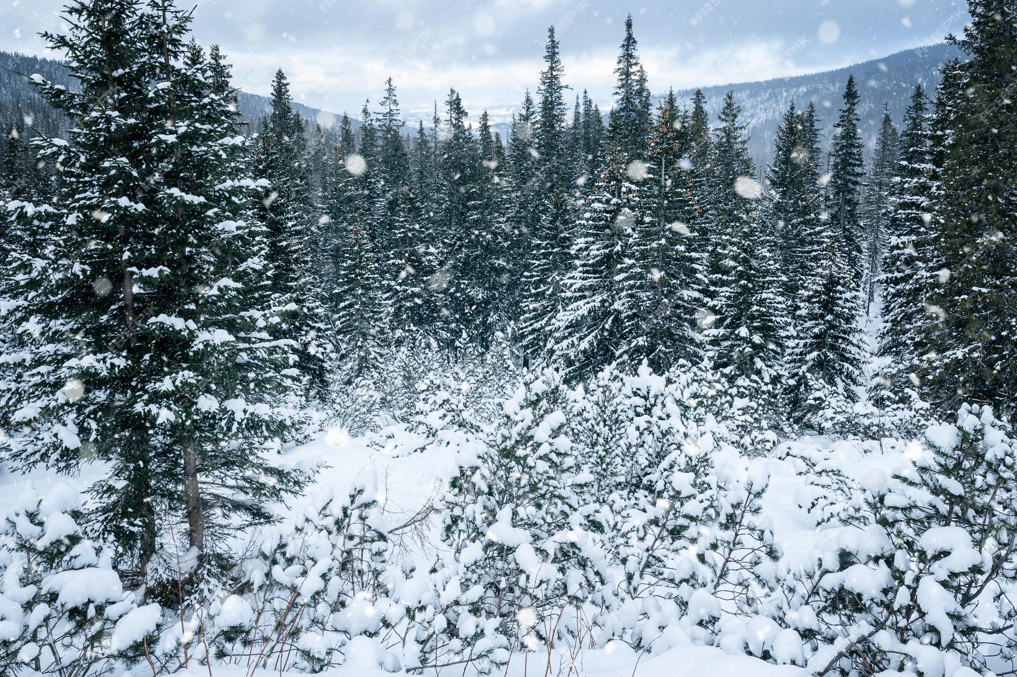 frozen-winter-forest-pine-trees-december-dreamy-atmospheric-landscape-frozen-scenery-high-quality-photo_370312-854.jpg