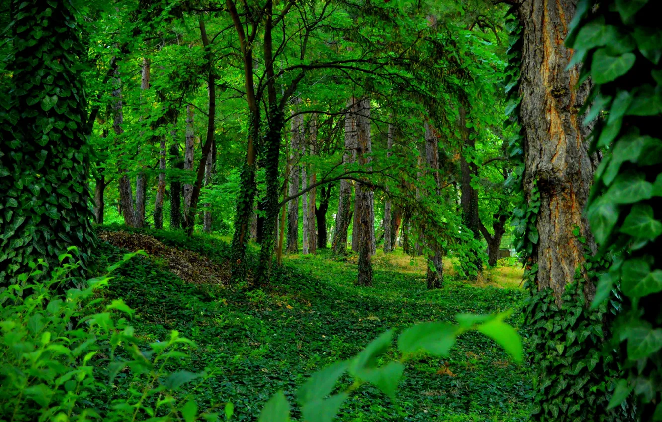 green-forest-trees.jpg