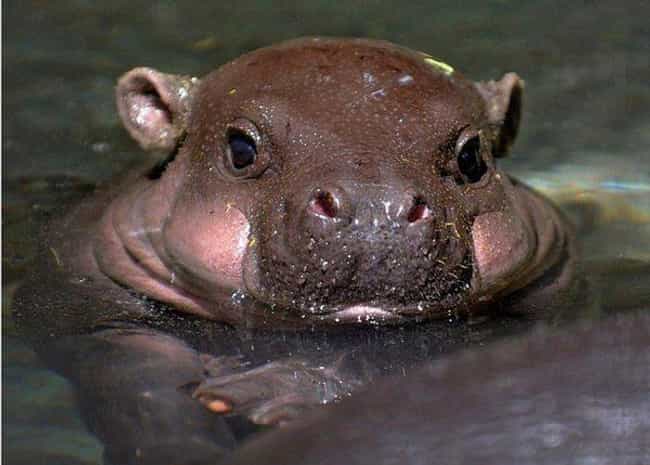 Image result for baby hippo