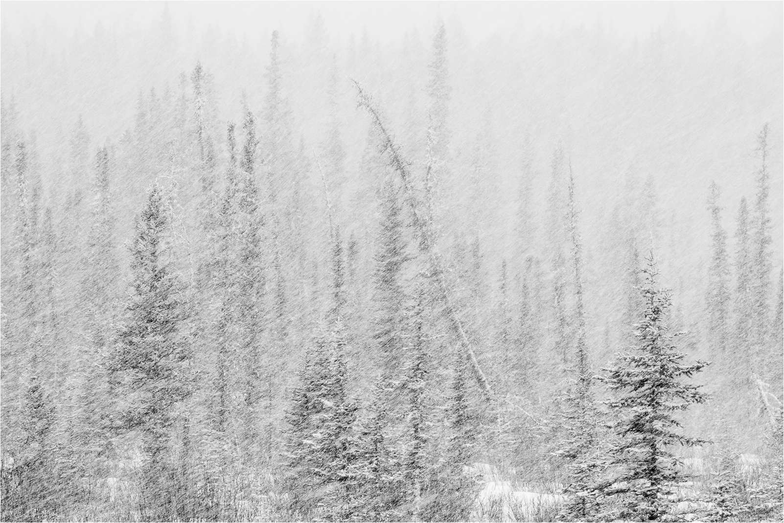 snowstorm-through-the-trees-c2a9-christopher-martin-9870.jpg