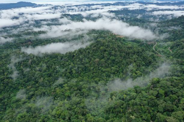 aerial-view-of-a-tropical-rainforest-with-many-clouds-covering-the-picture-id1281517932