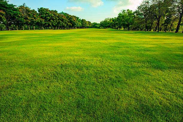 green-grass-field-of-public-park-in-morning-light-picture-id613034406