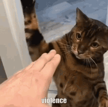violence-cat.gif