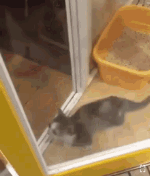 excited-cat.gif