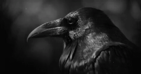 raven-bird.gif