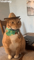 Sheriff Cat On Duty GIF by ViralHog