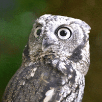 Wait What Reaction GIF by Oregon Zoo