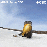 Baby Animals Lol GIF by CBC