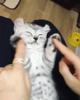 Cat Kitten GIF by MOODMAN