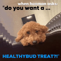 Golden Doodle Puppy GIF by healthybud
