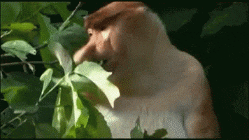 proboscis monkey eating GIF