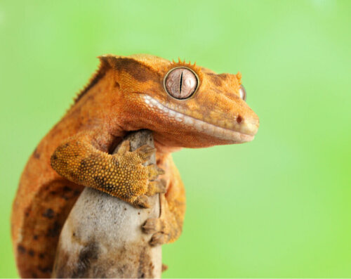 A-crested-gecko-standing-on-their-hind-legs-e1605870439826.jpg
