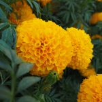 marigold-lady-series-gold-flower-150x150.jpg