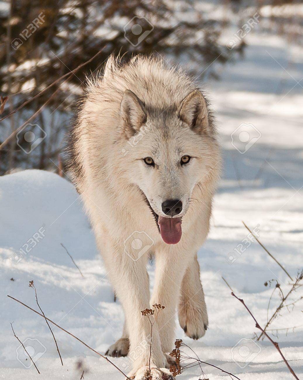 12228444-large-artic-female-wolf-walking-and-looking-at-you.jpg
