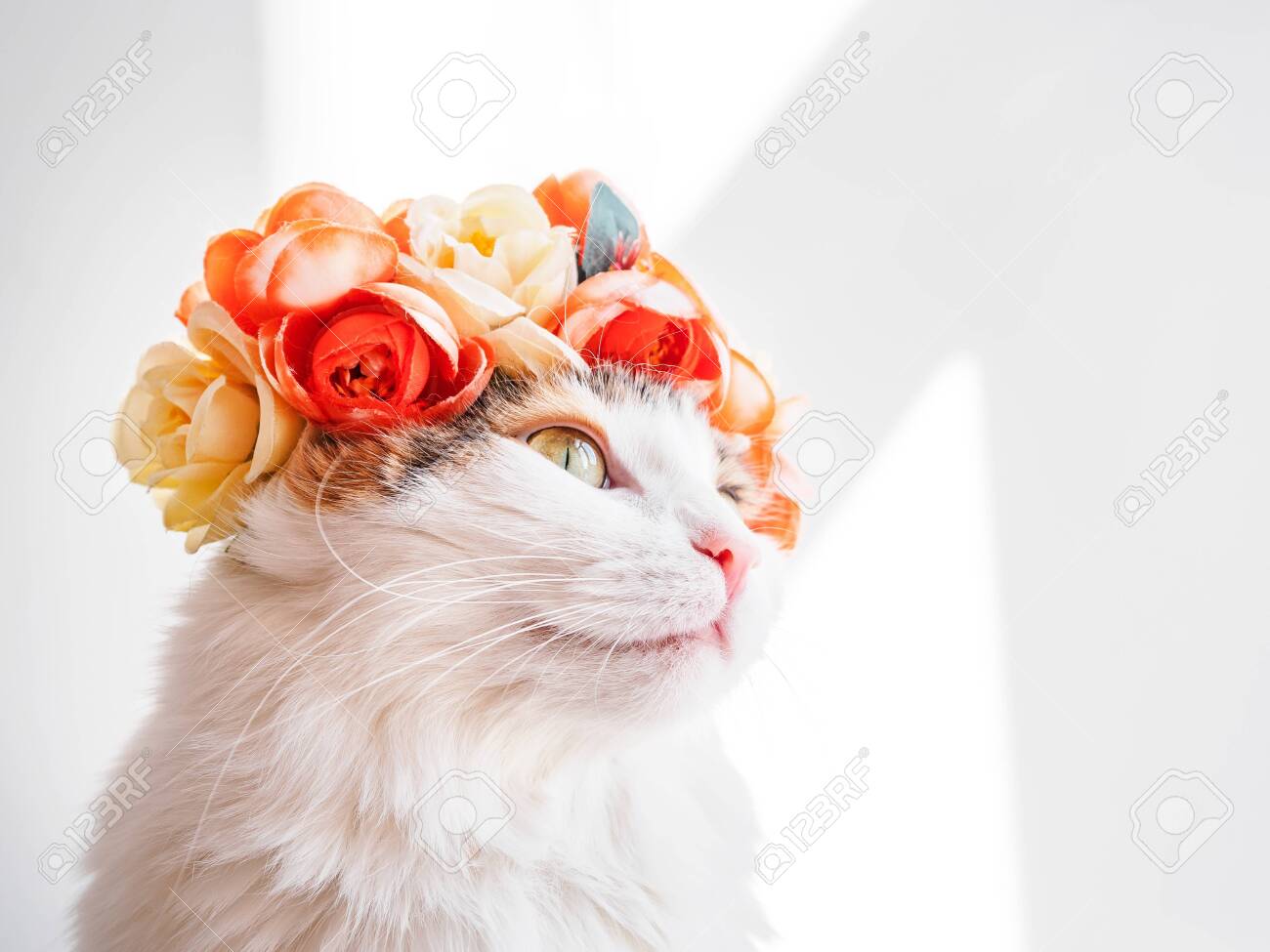 121632641-beautiful-calico-cat-with-a-wreath-on-his-head-cute-kitty-in-a-flowers-diadem-on-her-head-sits-in-th.jpg