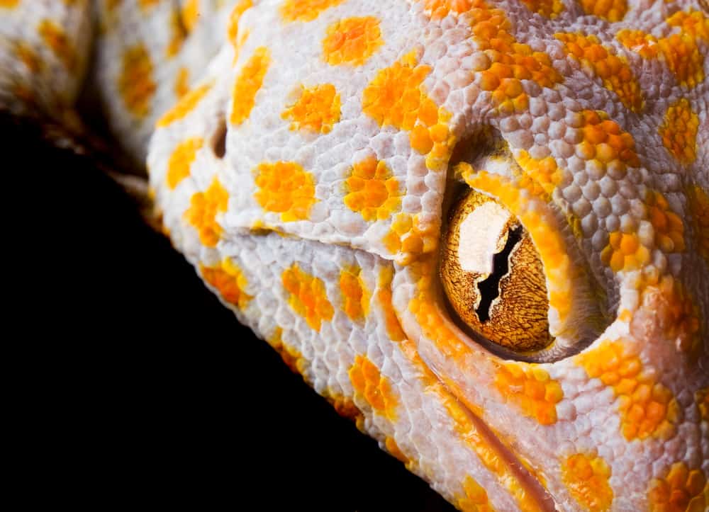 Reptile-Eye-in-focus.jpg
