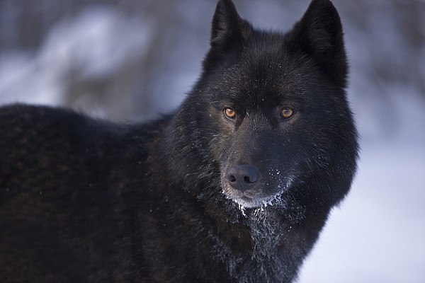 black-wolf-dominant.jpg
