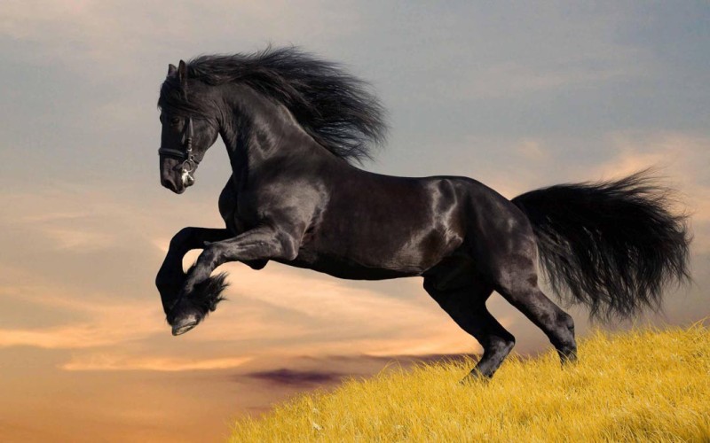 medium-black-horse-gk43-original-imafbjy2uznda2am.jpeg