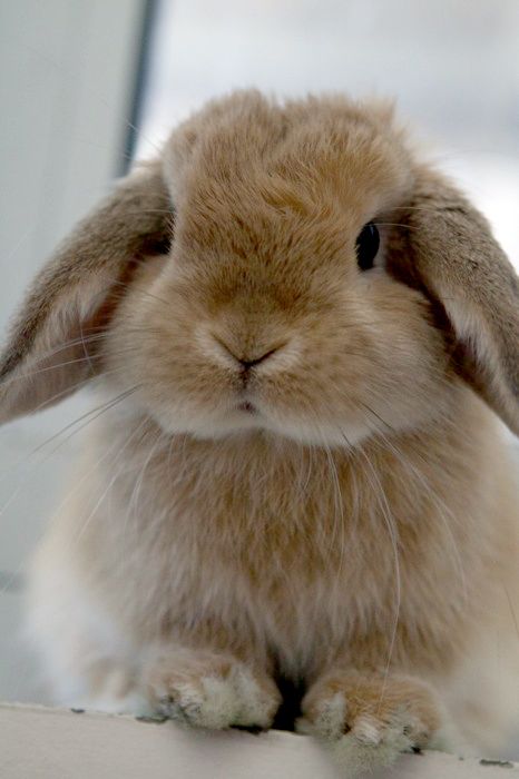 4229e13eee0c5fce8f5ea94c47dc6e8f--cutest-bunnies-cute-bunny.jpg