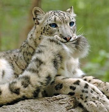 snow-leopards-biting-tail-funny-cats-fb-1_700-p.jpg