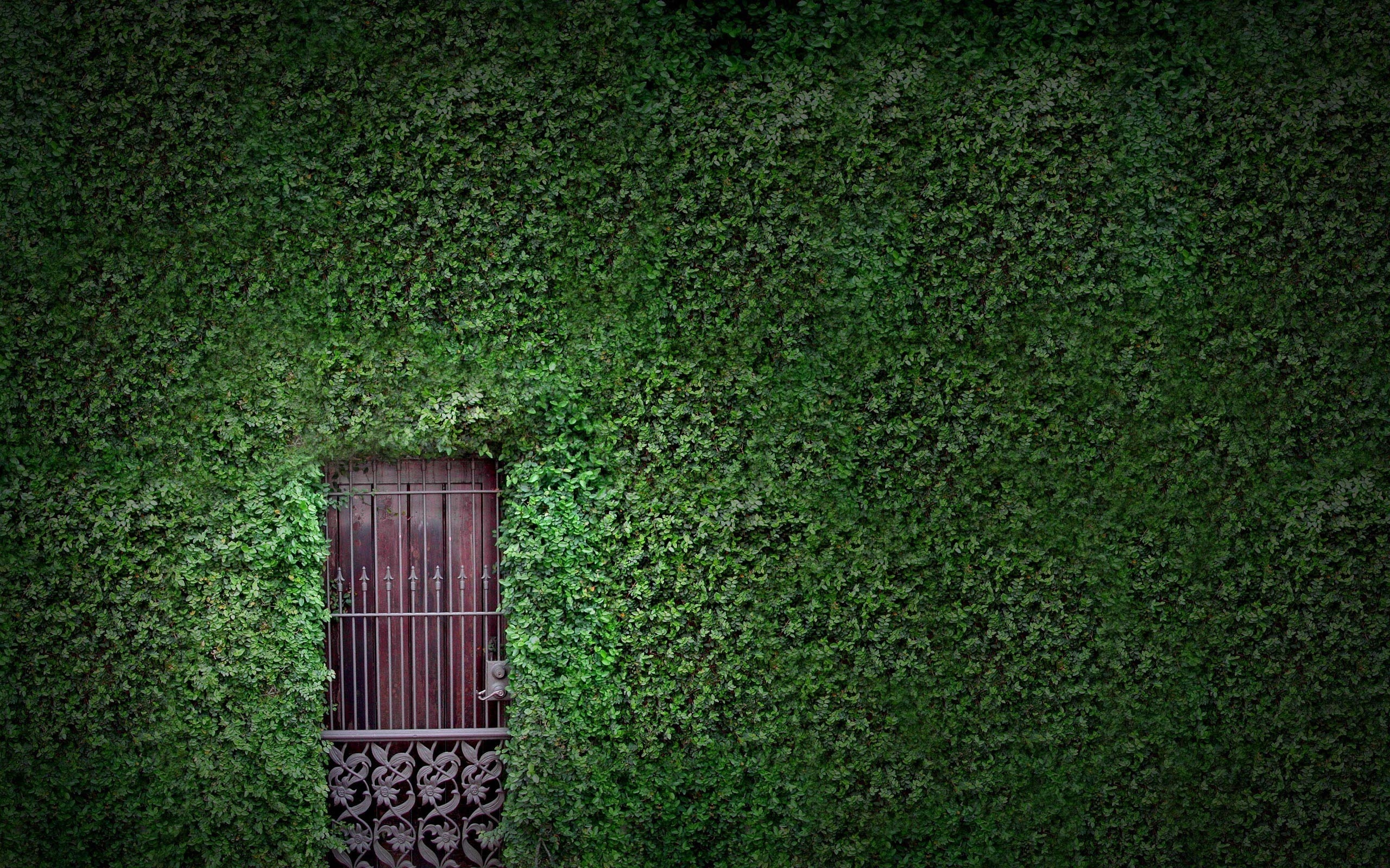 nature-houses-doors-vines-hd-wallpaper.jpg