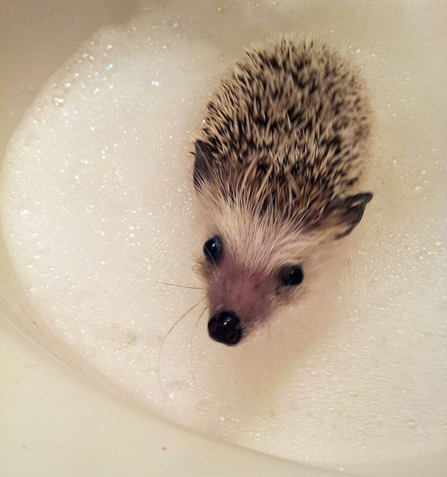 norman-cute-hedgehog-brett-jessie-14.jpg