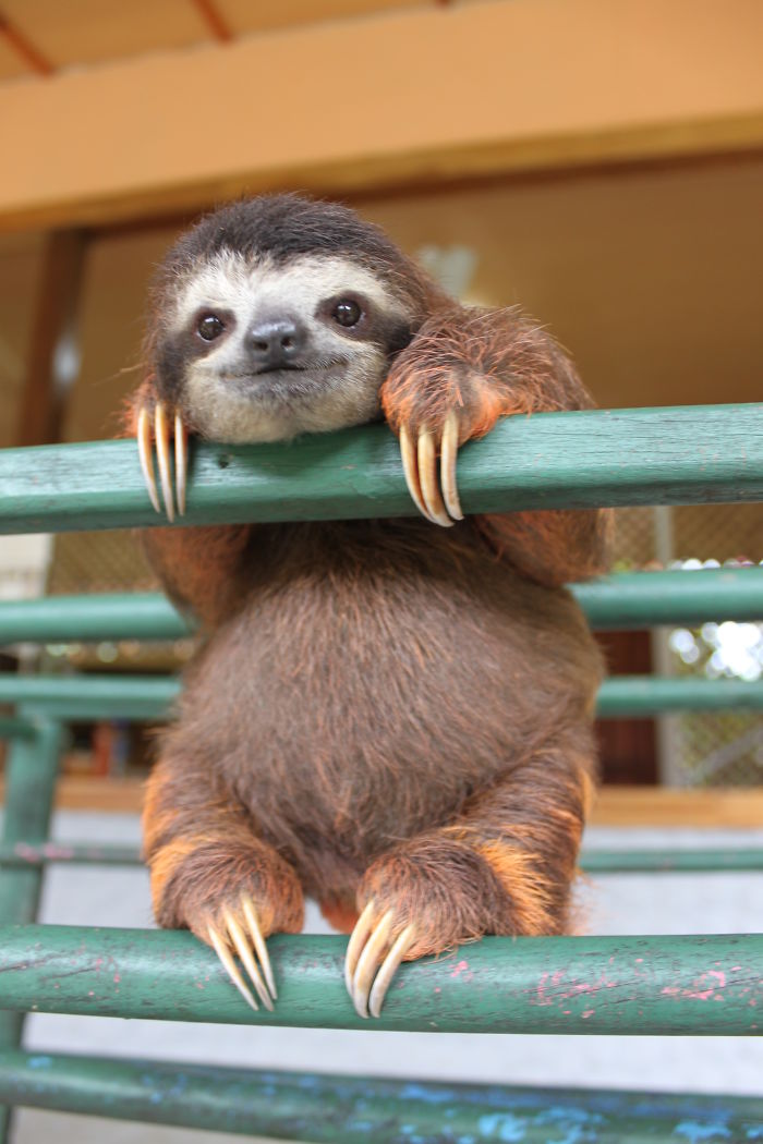 cute-sloths-57f269182f5ab__700.jpg
