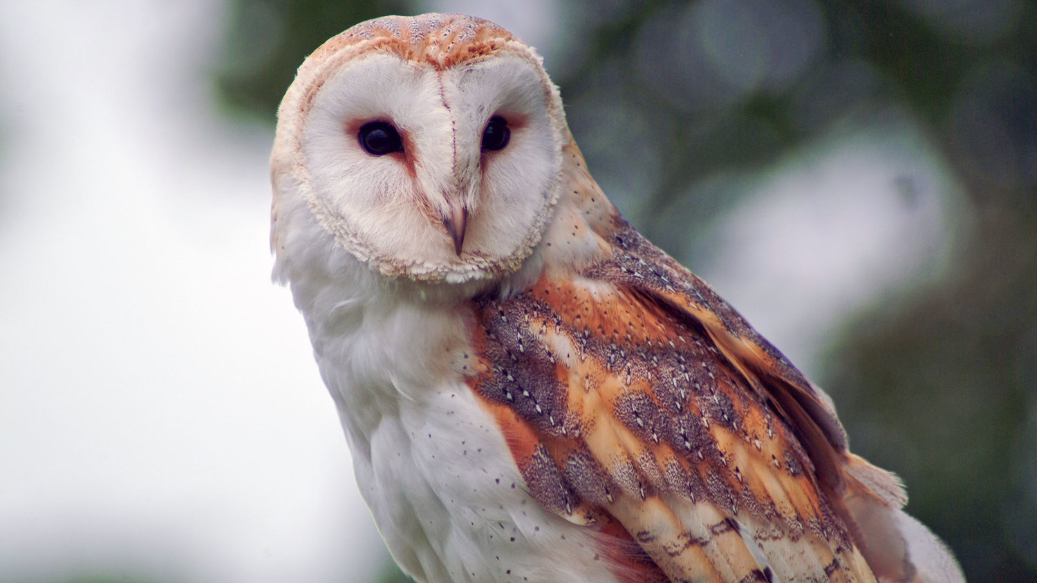 What Does a Barn Owl Sound Like? — Hungry Owl Project