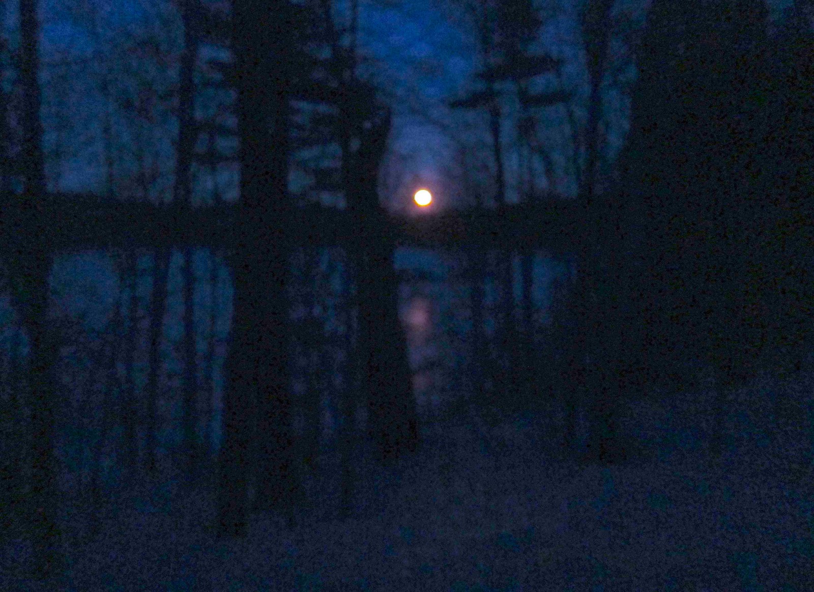night-woods.jpg