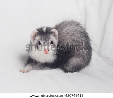 stock-photo-portrait-of-a-silver-mitted-blaze-ferret-with-a-white-background-620748413.jpg