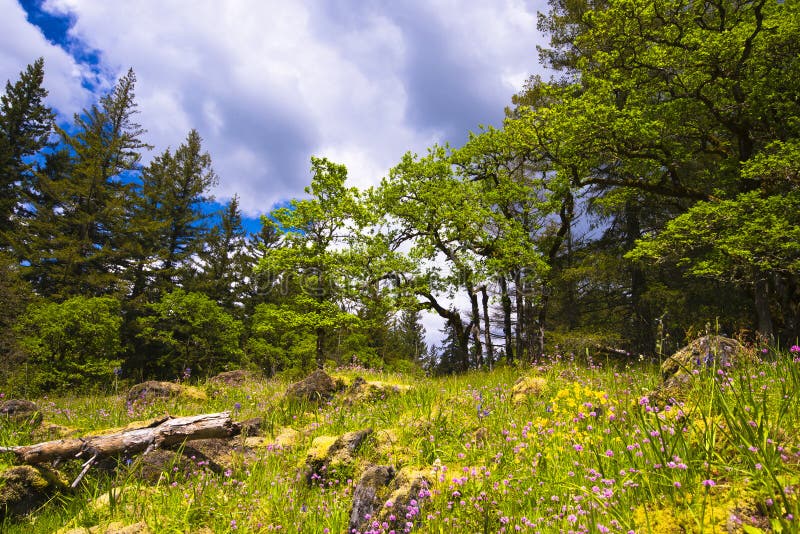 colorful-green-glade-surrounded-trees-spring-landscape-timber-flowers-grass-yellow-moss-rocks-hillside-40959345.jpg