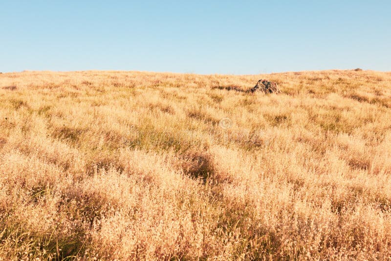 large-dry-grassland-under-clear-sky-perfect-background-188496026.jpg