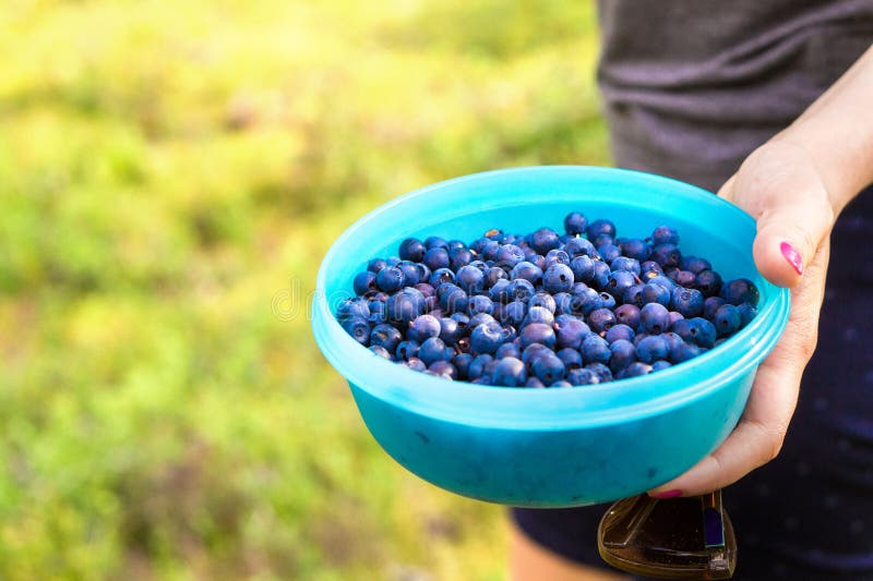 woman-holding-blueberries-casket-container-forest-blue-berries-woods-gathering-picking-healthy-snack-nature-negative-103770426.jpg