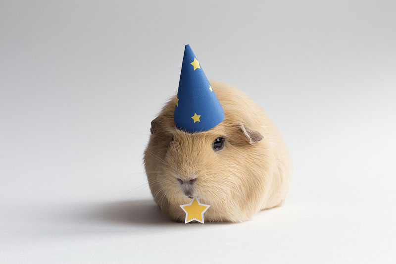 worlds-cutest-guinea-pig-booboo-1.jpg