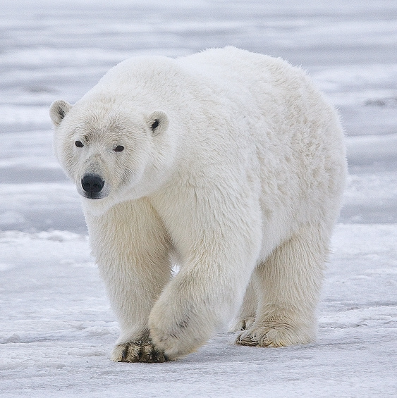 Polar_Bear_-_Alaska_%28cropped%29.jpg