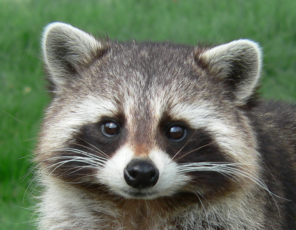 Raccoon_Cute_Pose_(cropped).jpg