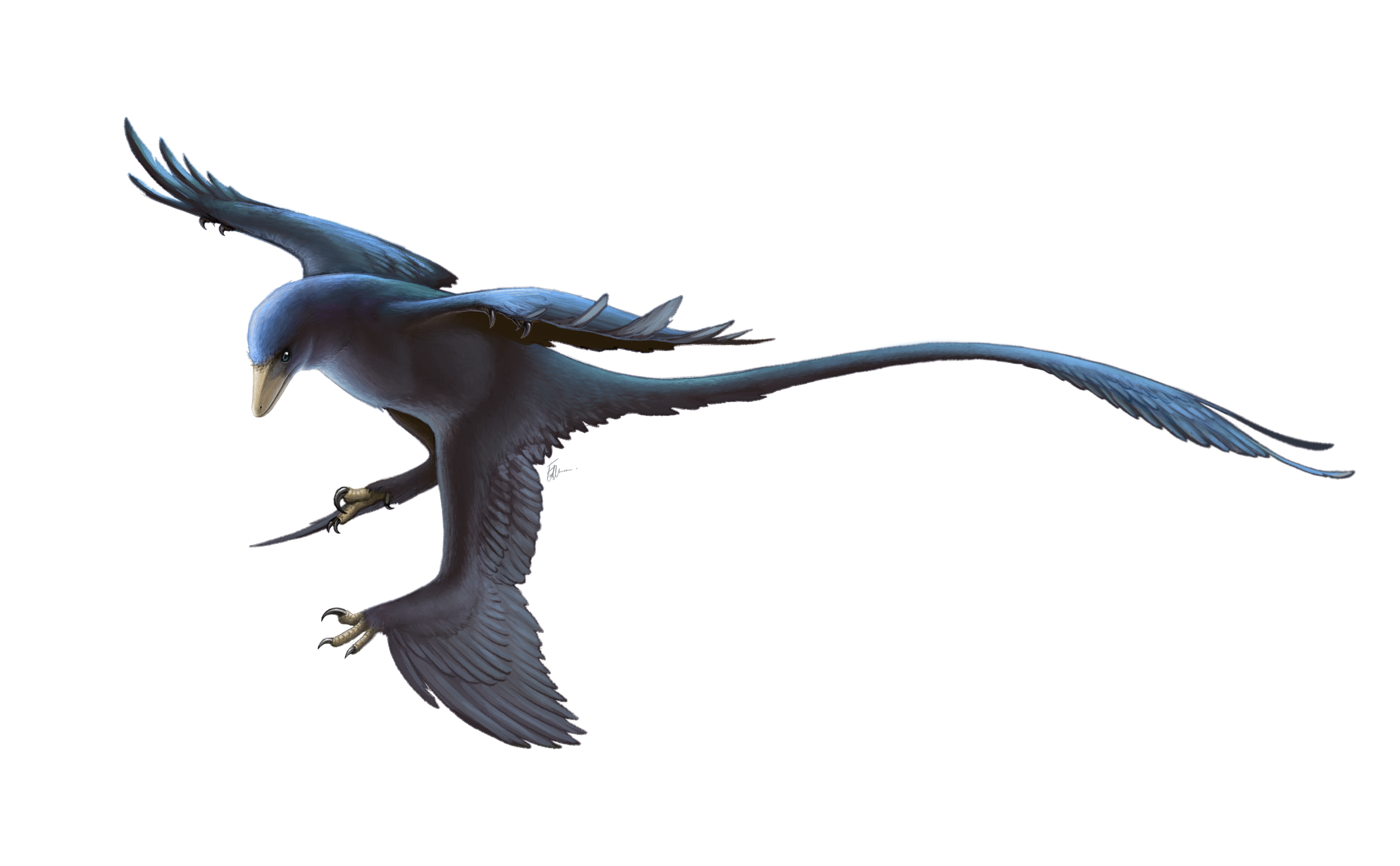 Microraptor_Restoration.png
