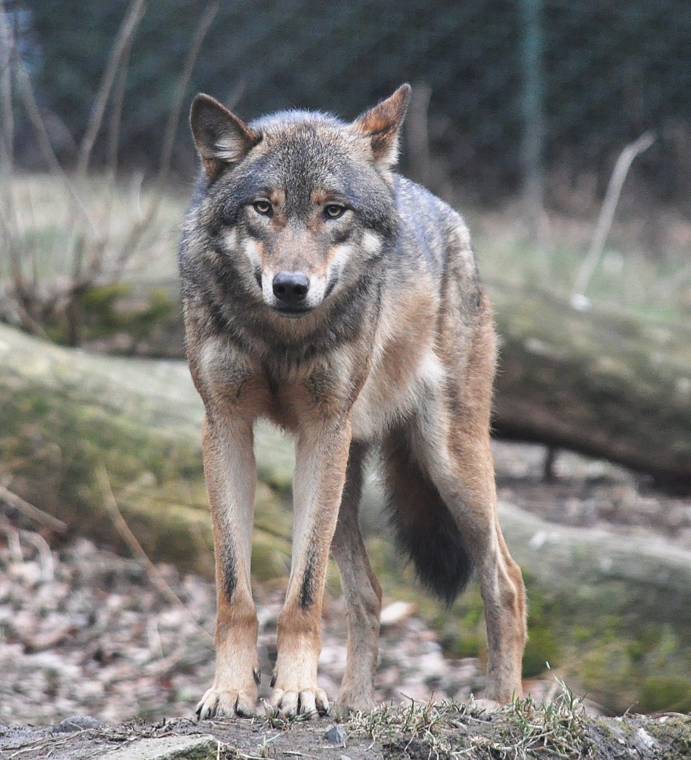 European_grey_wolf_in_Prague_zoo.jpg