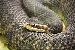 250px-Florida_Water_Moccasin_056.jpg